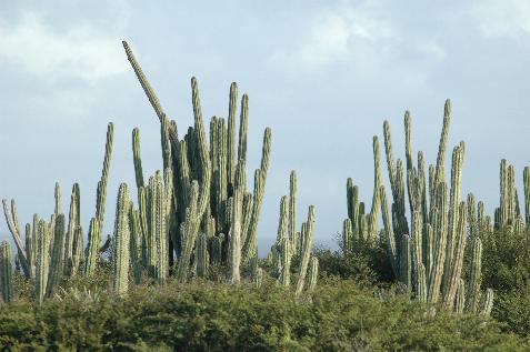 20060122152536   More Cactus